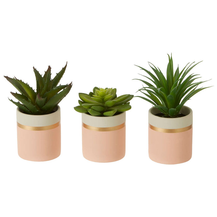 Fiori Set of 3 Pink Pot Succulents - Modern Home Interiors