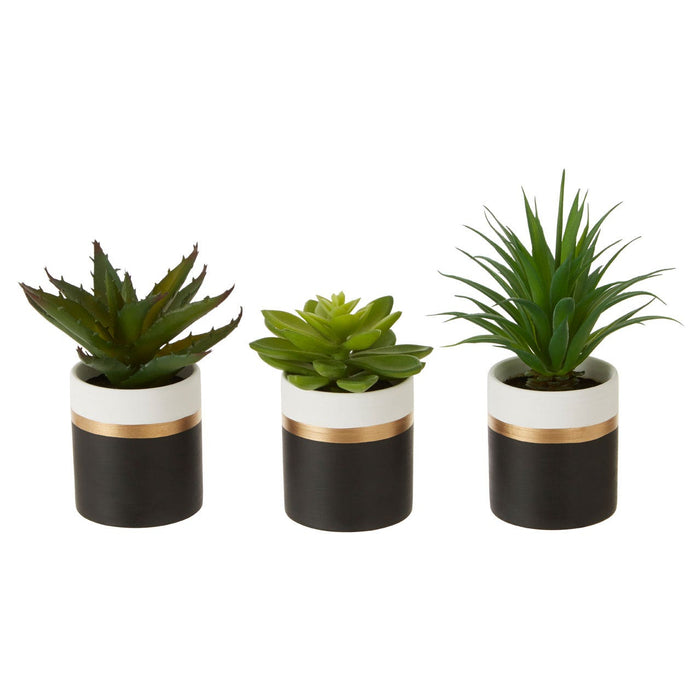 Fiori Set of 3 Black Pot Succulents - Modern Home Interiors