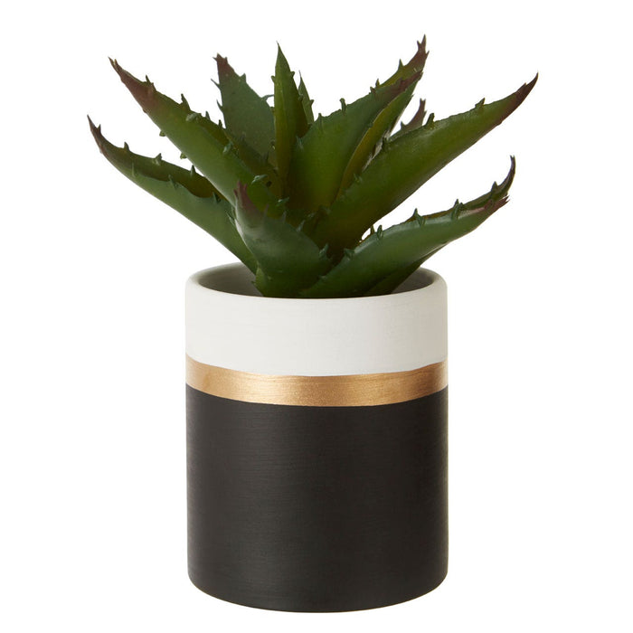 Fiori Set of 3 Black Pot Succulents - Modern Home Interiors