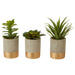 Fiori Set of 3 Grey Pot Succulents - Modern Home Interiors