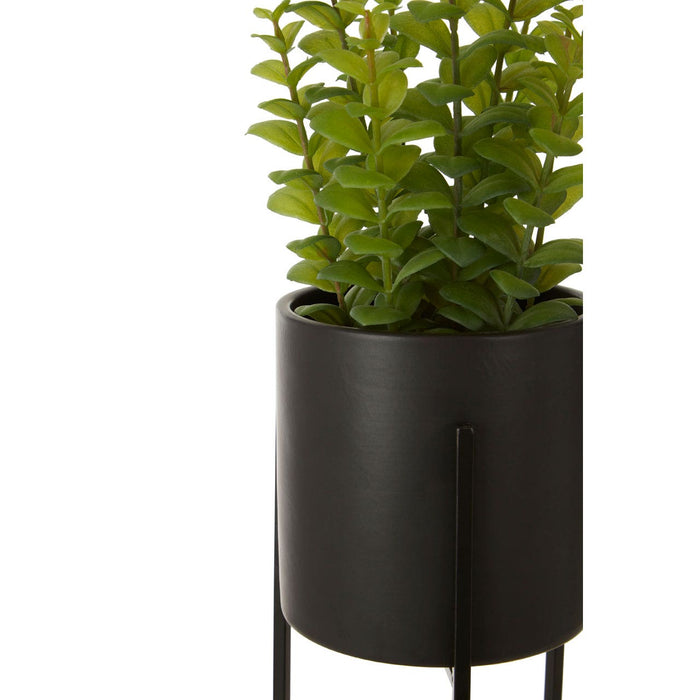 Fiori Thyme with Black Pot - Modern Home Interiors