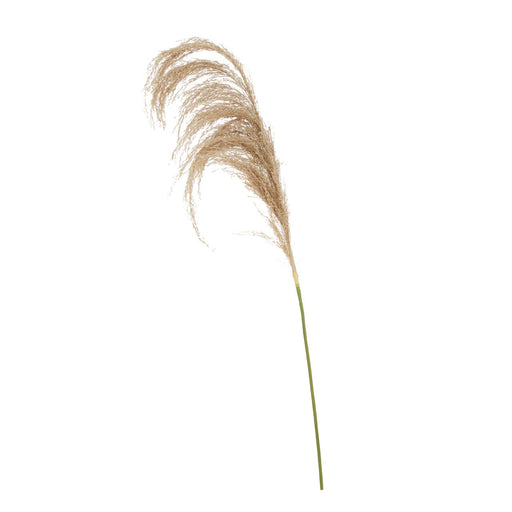 Fiori Pampas Grass Natural Stem - Modern Home Interiors