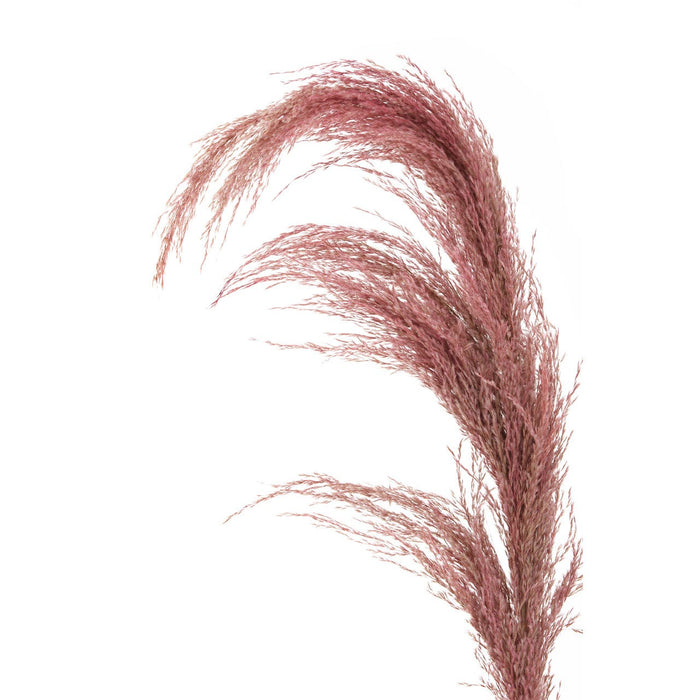 Fiori Pampas Grass Pink Stem - Modern Home Interiors