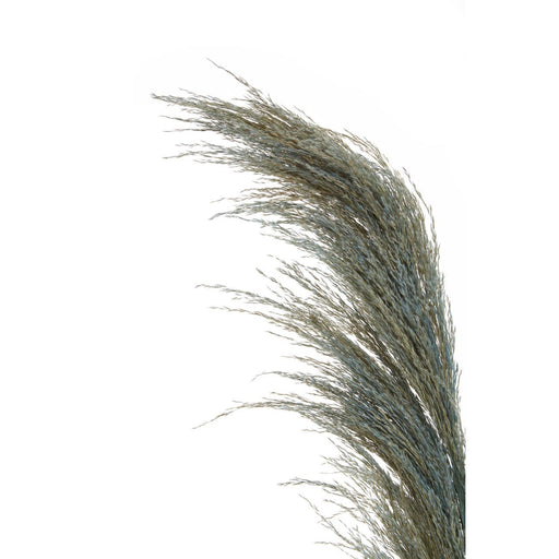 Fiori Pampas Grass Blue Stem - Modern Home Interiors