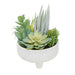 Fiori Mixed Succulents in Large Ceramic Pot - Modern Home Interiors