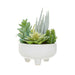 Fiori Mixed Succulents in Large Ceramic Pot - Modern Home Interiors