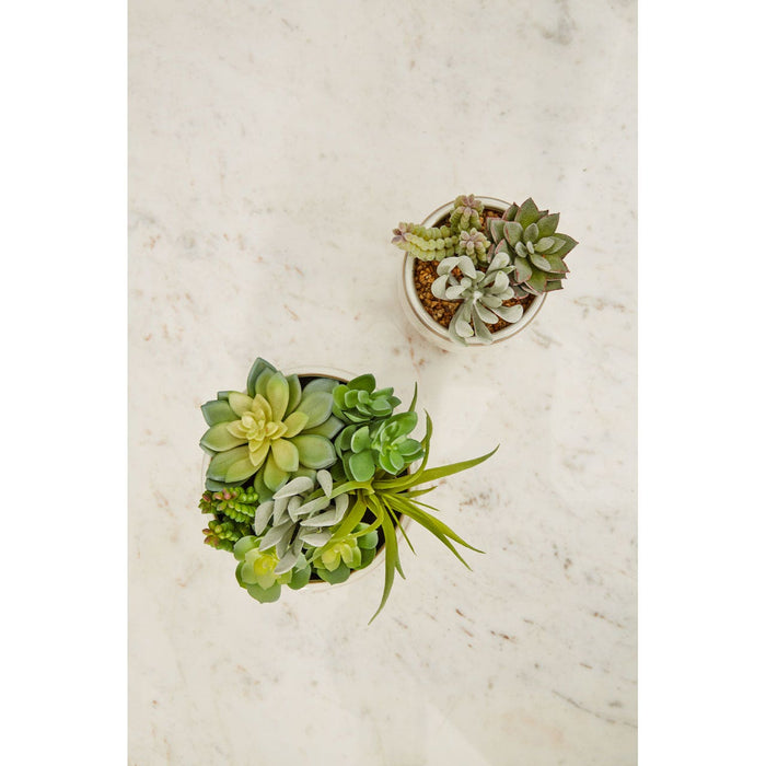 Fiori Mixed Succulents in Large Ceramic Pot - Modern Home Interiors