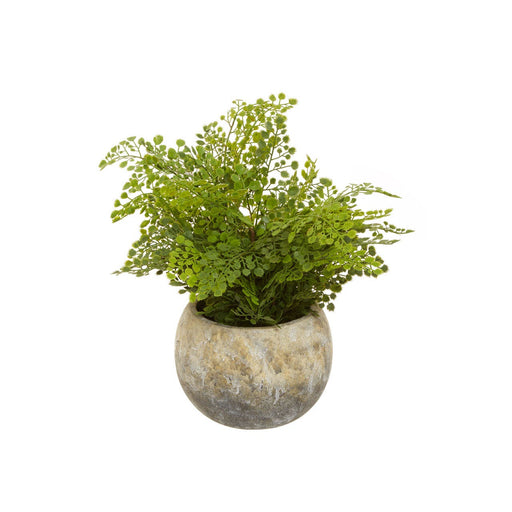 Fiori Fern with Cement Pot - Modern Home Interiors