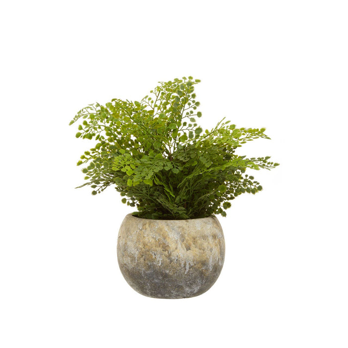 Fiori Fern with Cement Pot - Modern Home Interiors