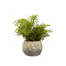 Fiori Fern with Cement Pot - Modern Home Interiors