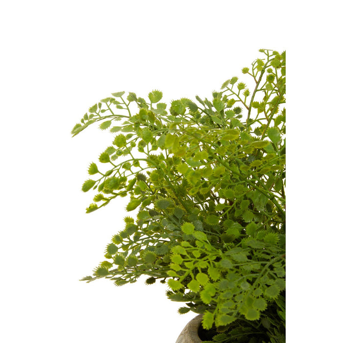 Fiori Fern with Cement Pot - Modern Home Interiors