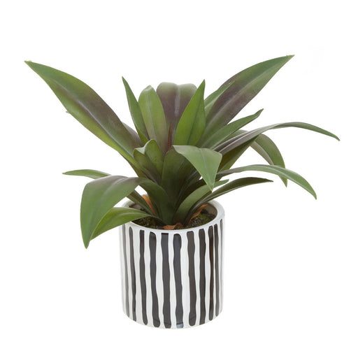 Fiori Agave in Ceramic Pot - Modern Home Interiors