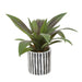 Fiori Agave in Ceramic Pot - Modern Home Interiors