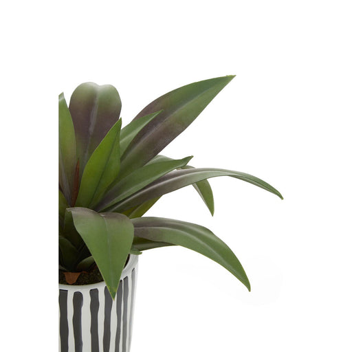 Fiori Agave in Ceramic Pot - Modern Home Interiors