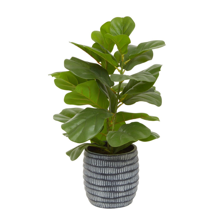 Fiori Ficus Tree - Modern Home Interiors