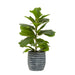 Fiori Ficus Tree - Modern Home Interiors