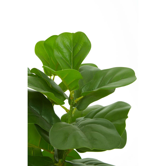 Fiori Ficus Tree - Modern Home Interiors