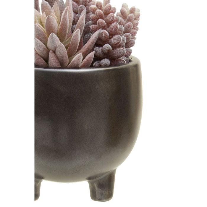 Fiori Mixed Succulents in Ceramic Pot - Modern Home Interiors