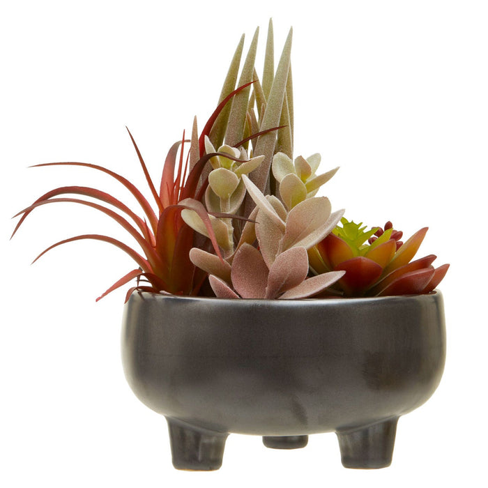 Fiori Mixed Succulents in Grey Ceramic Pot - Modern Home Interiors