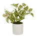 Fiori Inch Plant - Modern Home Interiors