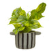 Fiori Devils Ivy - Modern Home Interiors